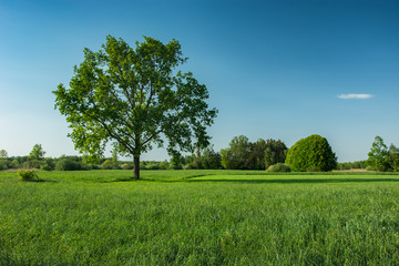 Big oak tree on a meadow and blue sky