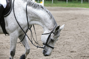 Portrait of beautiful show jumper horse in motion on racing track