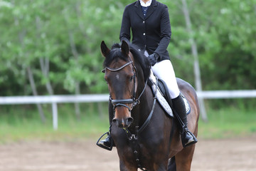 Portrait of beautiful show jumper horse in motion on racing track