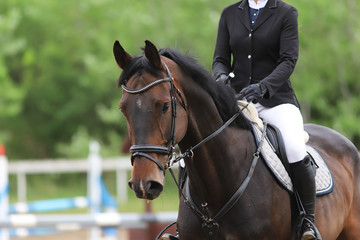 Portrait of beautiful show jumper horse in motion on racing track