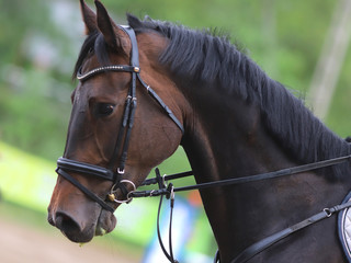 Portrait of beautiful show jumper horse in motion on racing track