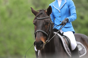 Portrait of beautiful show jumper horse in motion on racing track