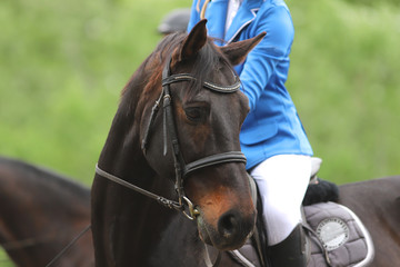 Portrait of beautiful show jumper horse in motion on racing track