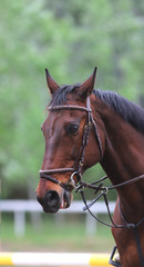 Portrait of beautiful show jumper horse in motion on racing track