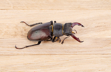 Beetle deer on wooden background