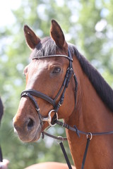 Obraz premium Portrait of beautiful show jumper horse in motion on racing track
