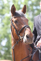 Portrait of beautiful show jumper horse in motion on racing track