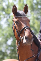 Fototapeta premium Portrait of beautiful show jumper horse in motion on racing track