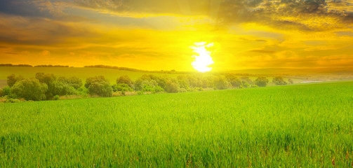 Wheat field and a delightful sunrise. Wide photo.