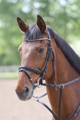 Portrait of beautiful show jumper horse in motion on racing track