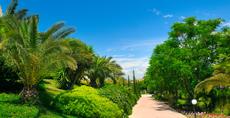 Fototapeta na wymiar Tropical garden with palm trees and green lawns. Wide photo.