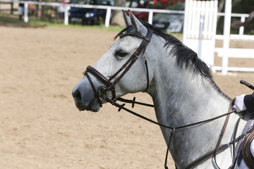 Portrait of beautiful show jumper horse in motion on racing track