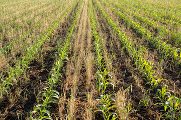 Rows of young corn growing between rows of killed cereal rye.