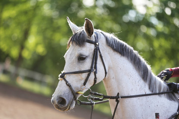 Portrait of beautiful show jumper horse in motion on racing track