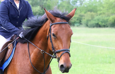 Portrait of beautiful show jumper horse in motion on racing track