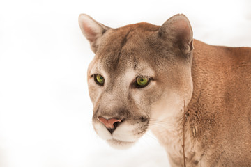 Beautiful big puma cat with clear green eyes on a white background, close-up