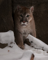 Beautiful predatory big cat puma (cougar) sneaks up on the background of rocks and snow in winter. Glance green eyes.