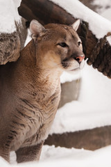 Beautiful big cat puma (cougar) sits and looks at the snowy winter background