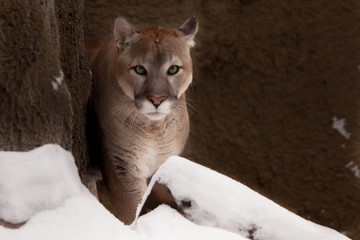 Beautiful predatory big cat puma (cougar) sneaks up on the background of rocks and snow in winter. Glance green eyes.