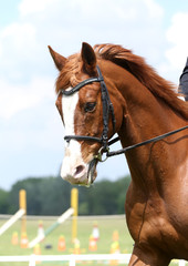 Obraz premium Portrait of beautiful show jumper horse in motion on racing track