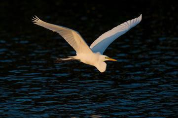 A large white Great Egret flies over the water with the early morning golden sun shining on the bird.