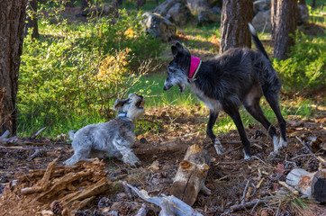 A greyhound and schnauzer playing in the forest