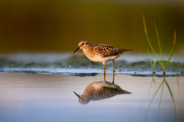 A Least Sandpiper stands in the shallow water in the soft early morning sun with its reflection.