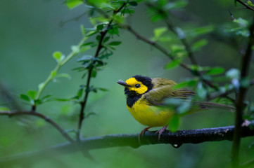 A Hooded Warbler in the rain with bubbles stuck on its beak in the lush green forest.