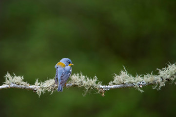 A Northern Parula perched on a branch covered in textured green lichens with a smooth green background.