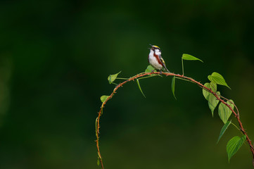 A striking Chestnut-sided Warbler sings out from a curved perch of thorns with a vine of bright green leaves growing around it in the evening sun.