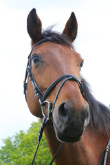 Portrait of beautiful show jumper horse in motion on racing track