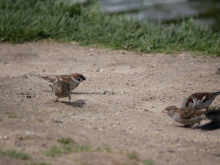 Naklejka na ściany i meble sparrows eat millet in the city Park on a Sunny summer day