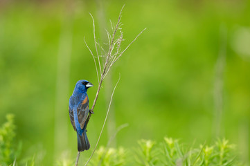 A bright Blue Grosbeak clings to a dead branch in soft sunlight with a vibrant smooth green background.