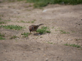 Fototapeta premium sparrows eat millet in the city Park on a Sunny summer day