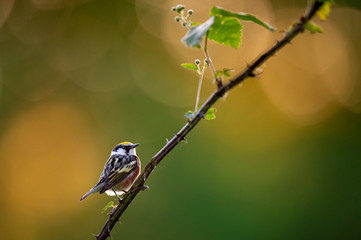 A Chestnut-sided Warbler glows in the morning sun while perched on a thorny branch with a golden background.