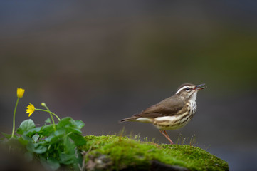 A Louisiana Waterthrush stands on a mossy covered rock with bright yellow flowers next to it as it...