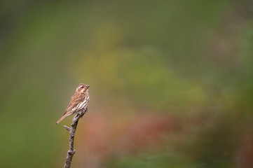 A female Purple Finch perched on a limb with a soft textured green and red background.