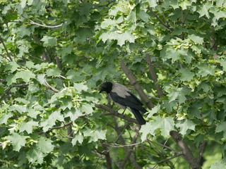 large crow sitting on a branch of maple with green leaves