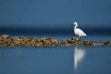 A Snowy Egret walks on an oyster bed in the bright sun with a blue ocean and sky background.