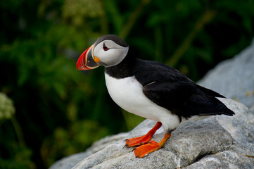 Naklejka premium A cute Atlantic Puffin stands on a rock with a green background in soft overcast light.