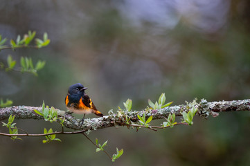 A uniquely colored black and orange American Redstart perched on a heavily textured branch covered...