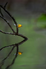 A Prothonotary Warbler perched on a branch in a swamp with a spider in its beak and it's reflection in the calm water.