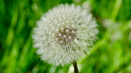 Fototapeta premium Löwenzahn, Pusteblume