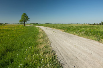 Tree next to gravel road, horizon and sky