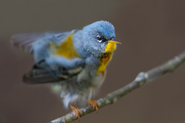 A close up portrait of a Northern Parula shaking out its feathers while its head stays completely stationary on a smooth brown background.