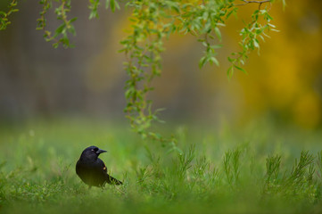 A Red-winged Blackbird stands in the bright green grass with bright green leaves and a out of focus yellow bush in the background.