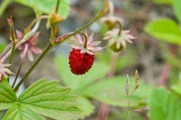 Red berry forest strawberry close-up on a gray-green background. Selective focus.