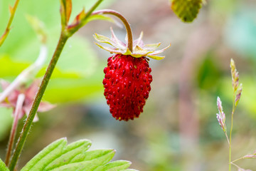 Red berry forest strawberry close-up on a gray-green background. Selective focus.