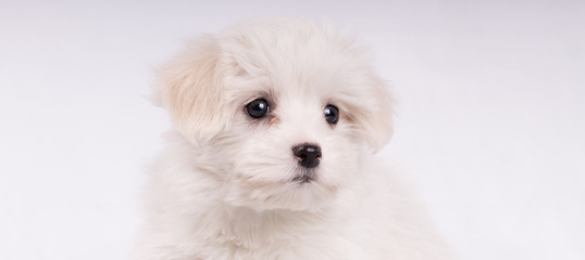 Close-up portrait of malltese dog with tex space looking at something
