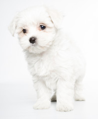 Big maltese dog portrait full body isolated on white background